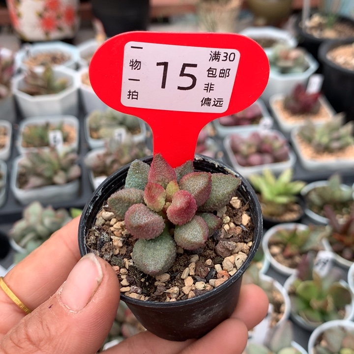 灵*暗恋。 多肉植物。     