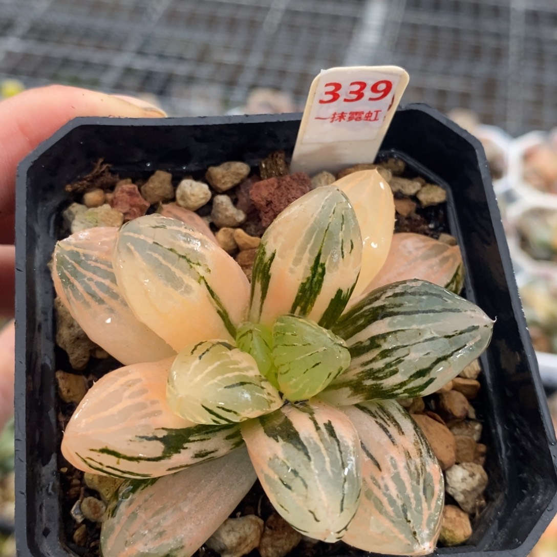 339玉潭寿锦十二卷