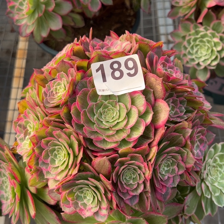 189莲花22厘米左右