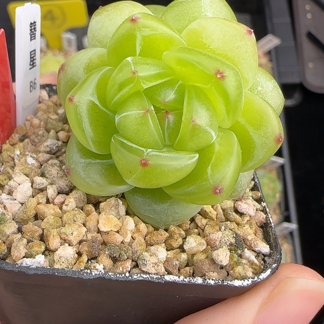 1217-071簪星b6母本