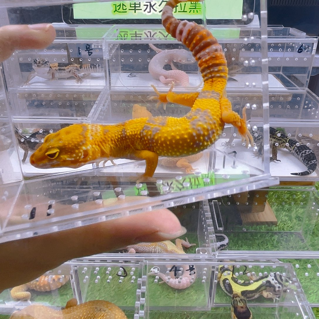 豹纹守宫守宫好看可爱迷人气质