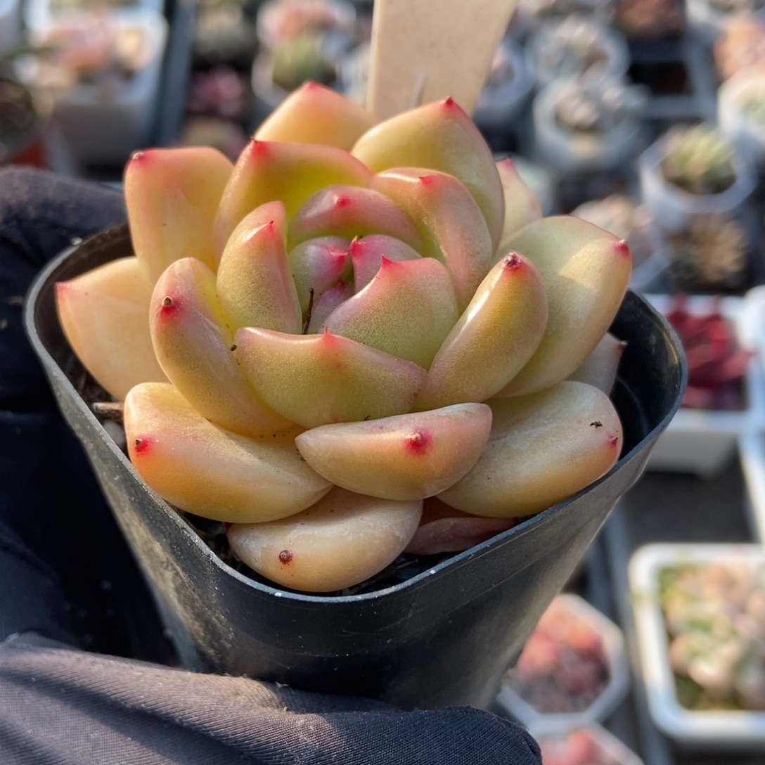 1000夏洛特玫瑰多肉植物了