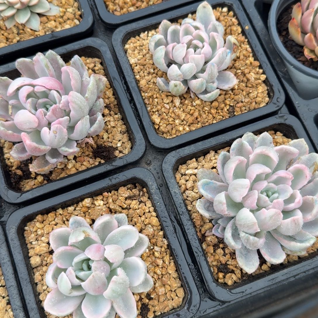 美尻石化腹轮锦，多肉锦