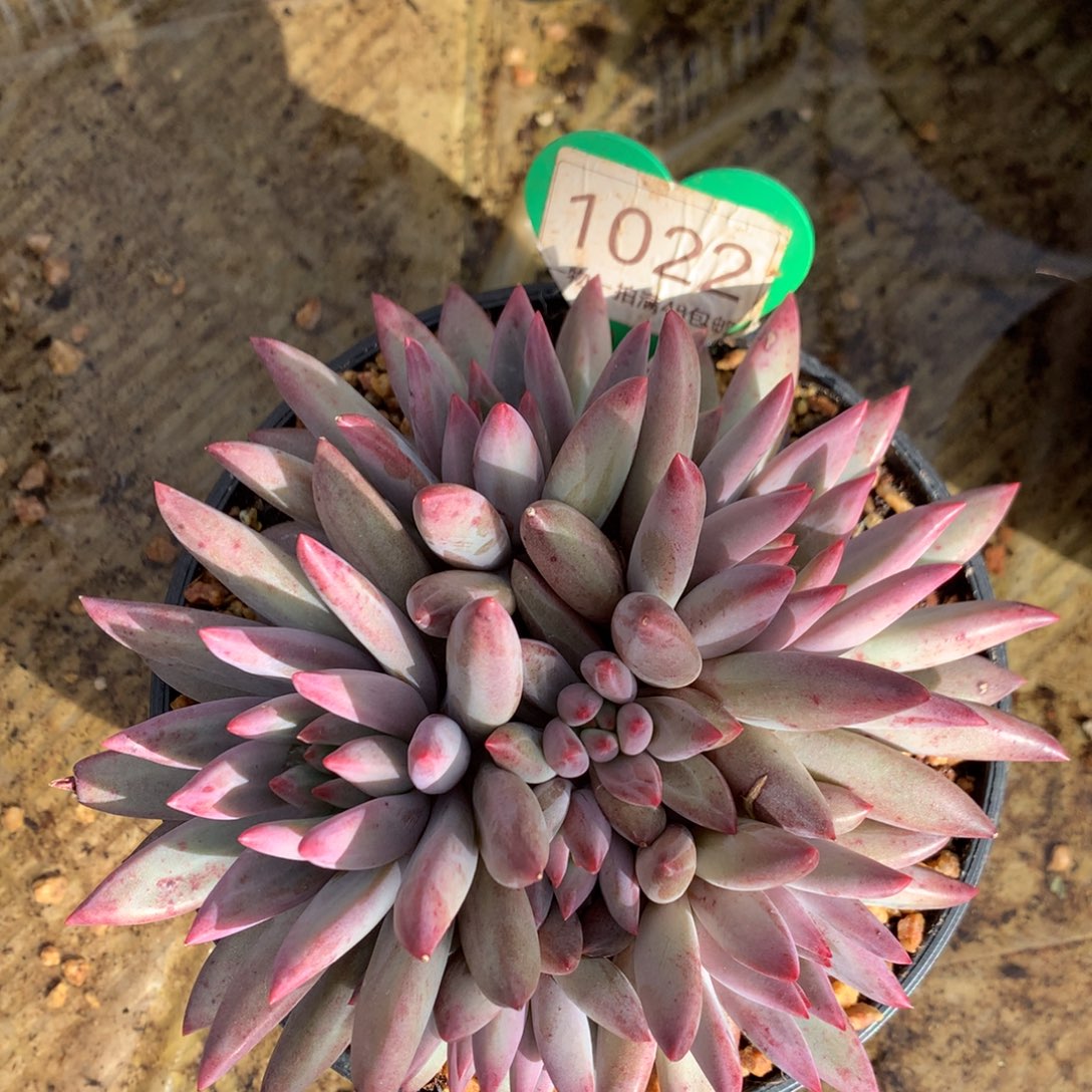 萱***萱虞美人羽毛纹彩体1022