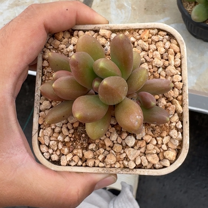 金吉拉 3头  一物一拍