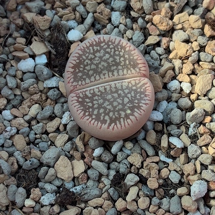 873c54ss粉流水尺寸2.2