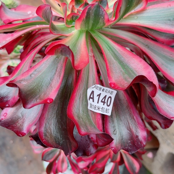 多肉法师红魔女朵