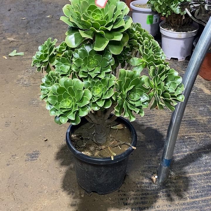 29，绿法师146789900000