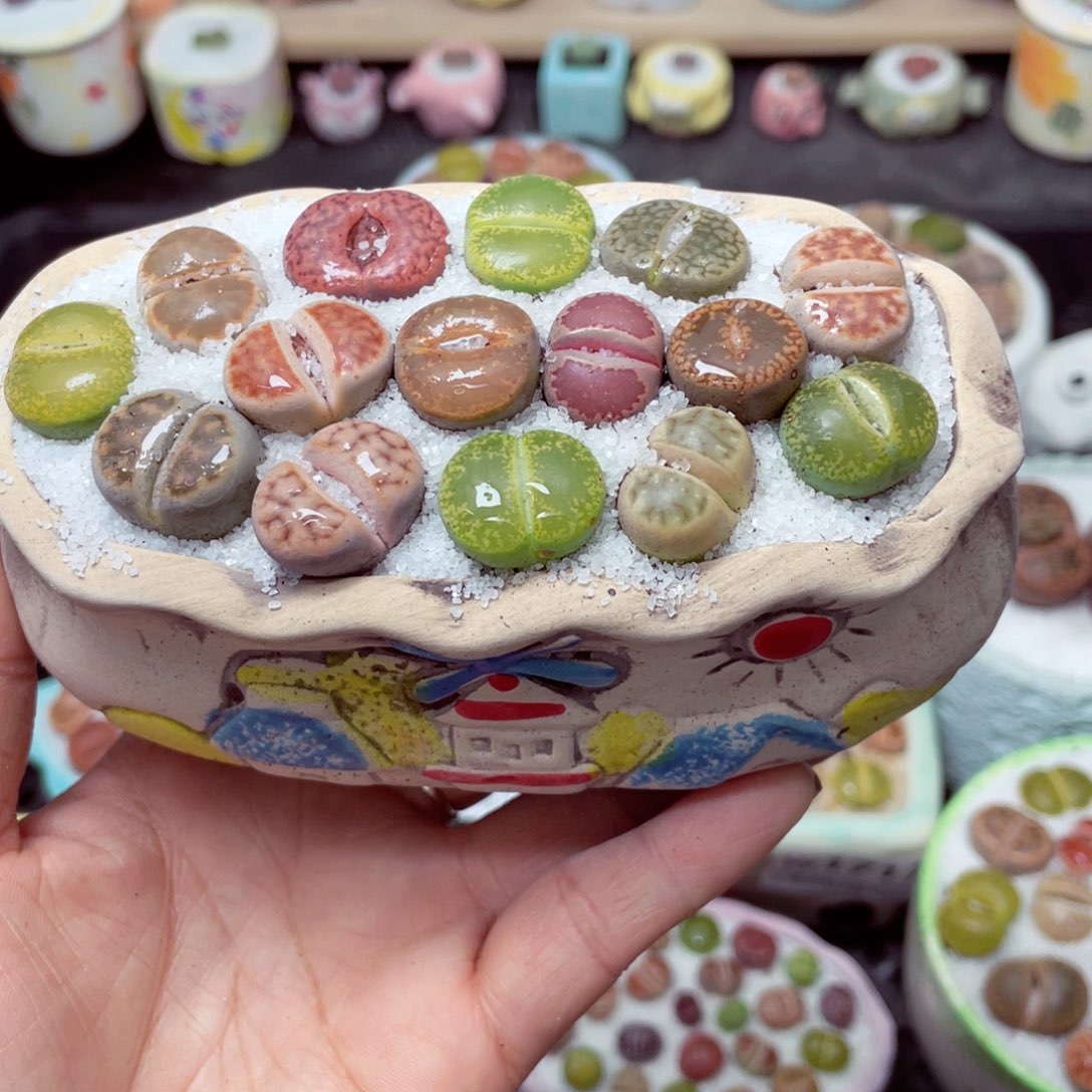 w1723 带盆土发货-零下地区拍保温箱