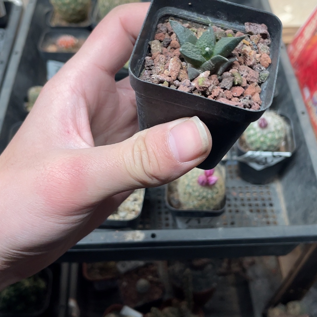 000牡丹杂（满18包邮）