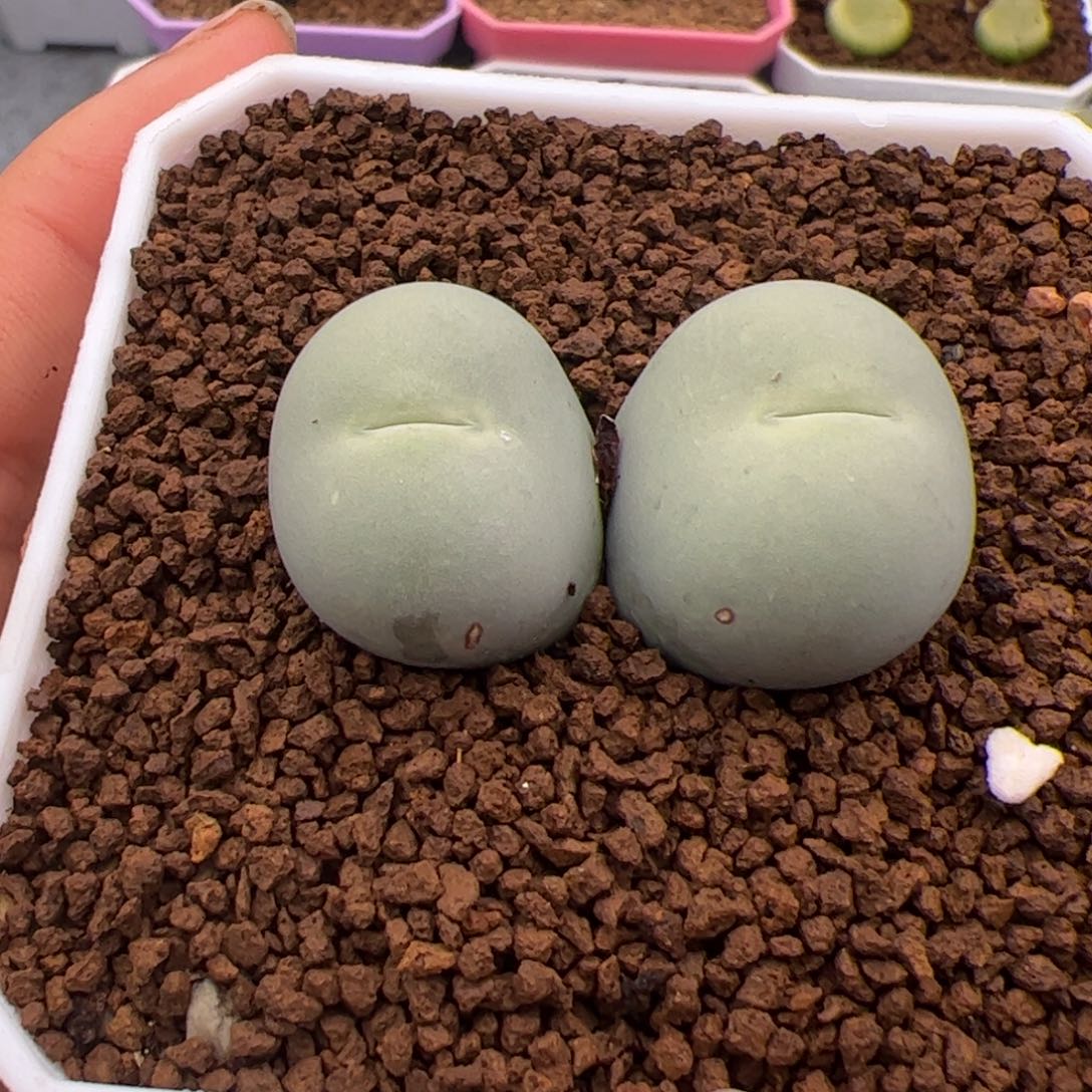 111号双头鸽子蛋2.14多肉