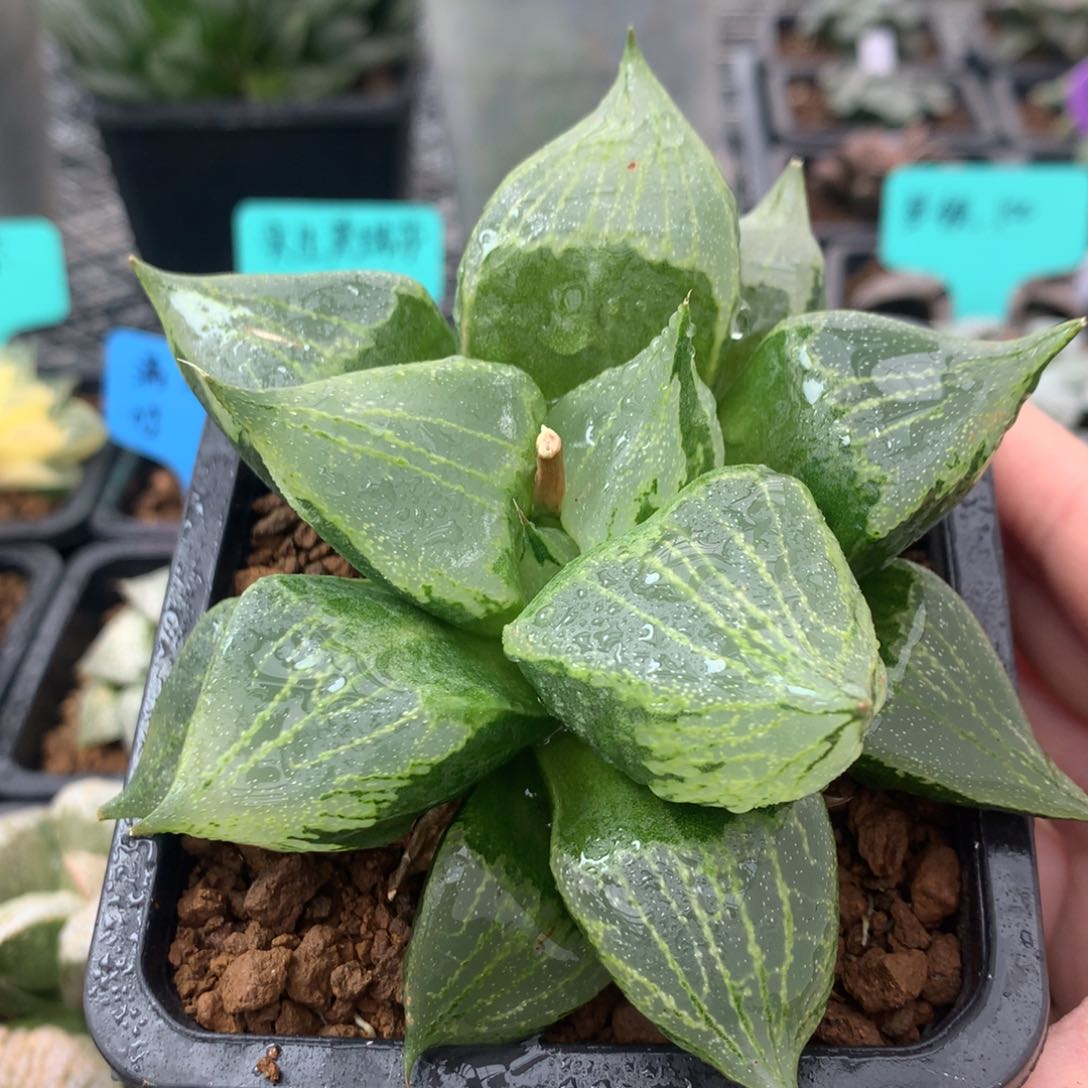 裹般若一物一拍带盆