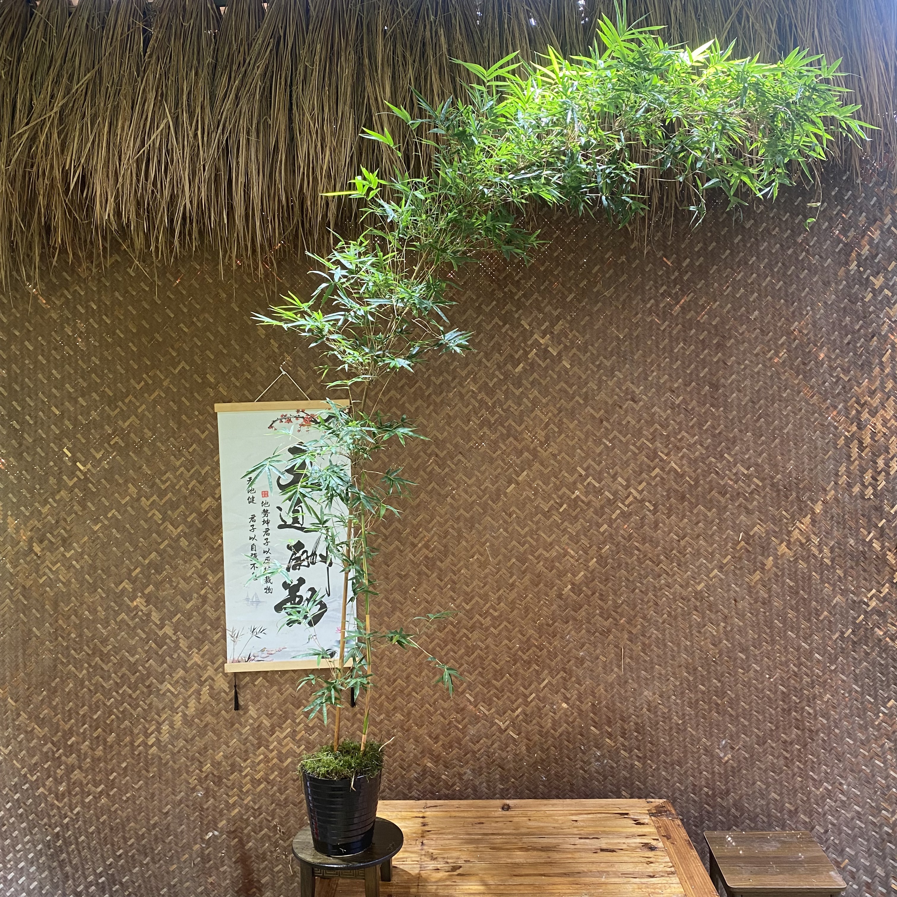 室内外观赏观音竹鲜活盆栽可水培苔藓球装饰高雅