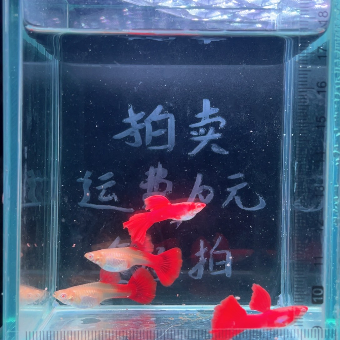 孔雀鱼大背全红带胎种鱼两对