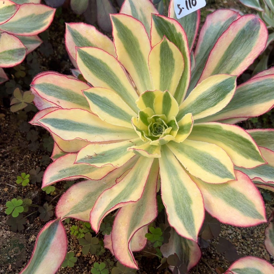 110黄魅多肉植物