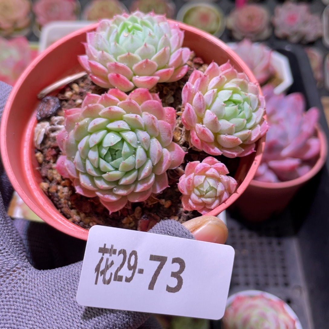 花利美29-73羊脂球