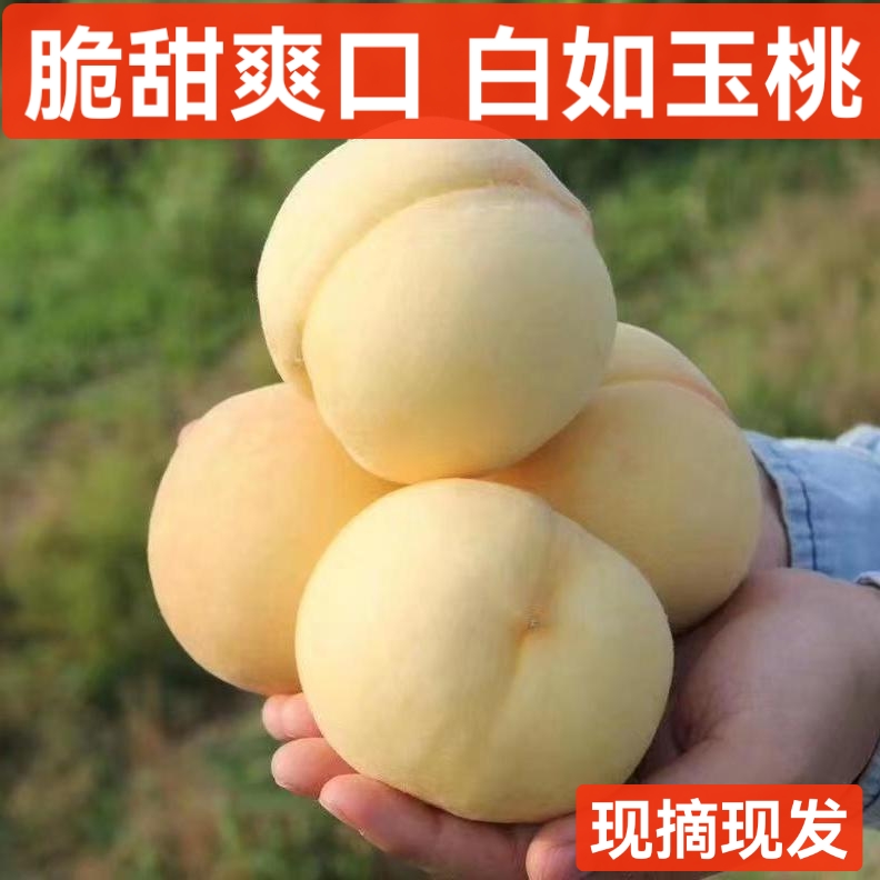 现摘脆甜白桃白如玉桃子白雪桃好吃新鲜应季水果批发非水蜜桃黄桃