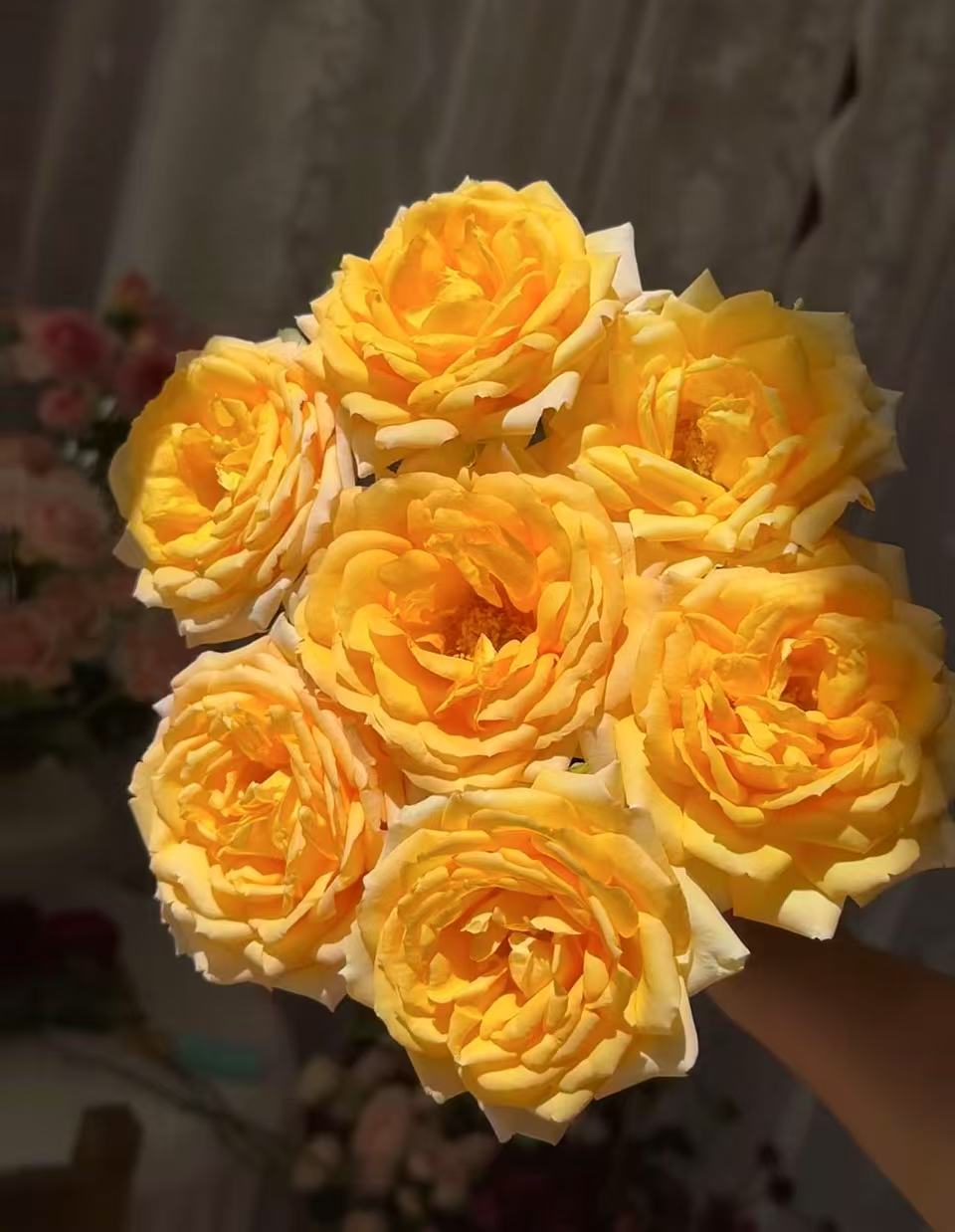 【陌上花开】金丘-稀有单头玫瑰（注意：带包装醒花哦~）