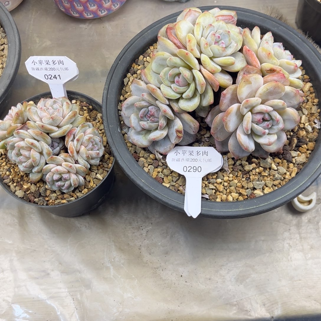 嘻***嘻黄底紫心241/188米/290/218米