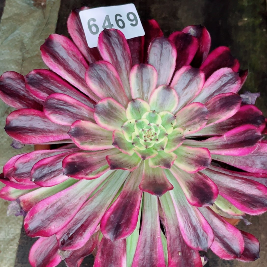 云彩多肉发货发货