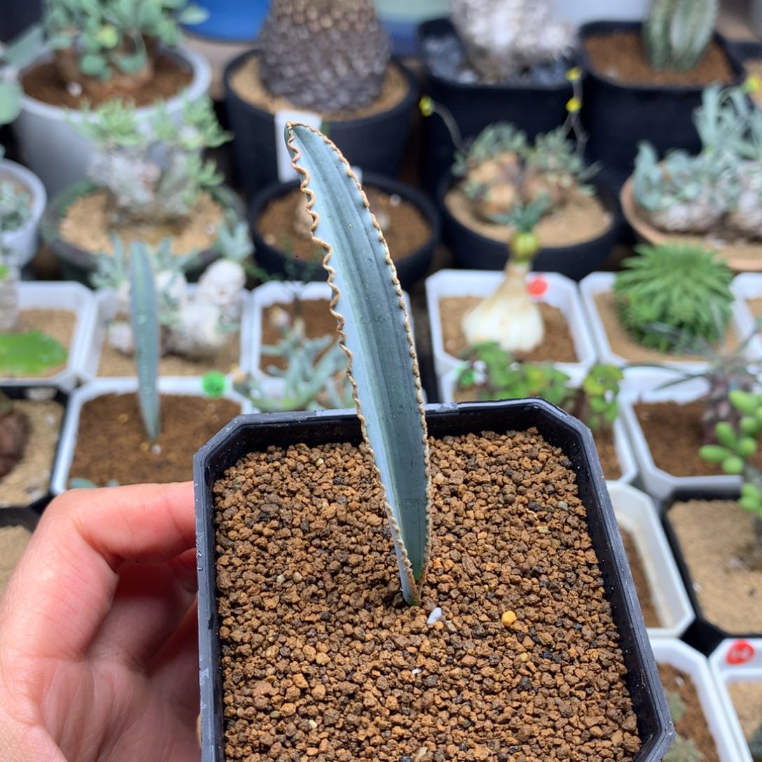 蛞蝓弹簧草母本带盆