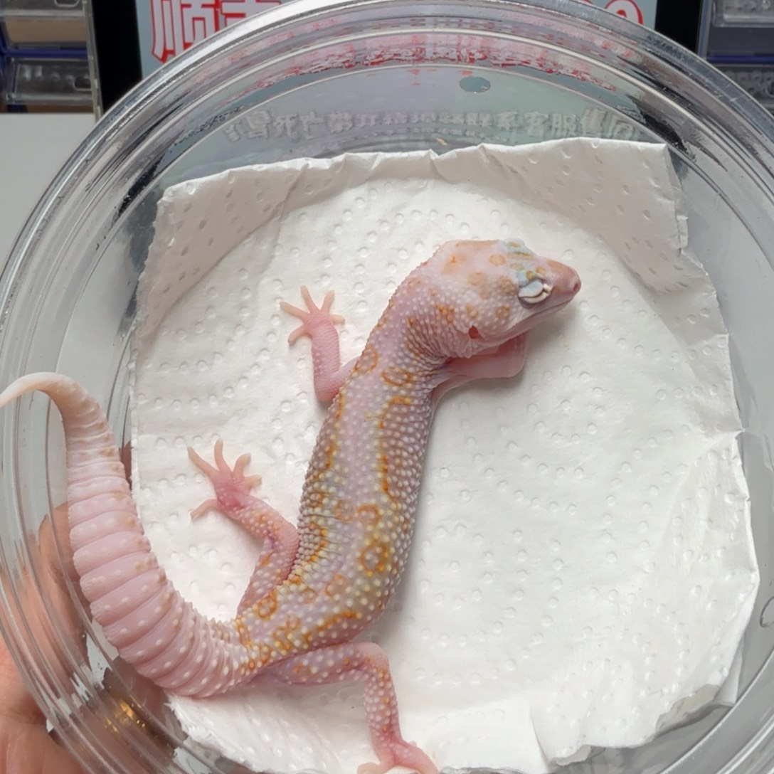 豹纹守宫白黄蜡笔川普母温