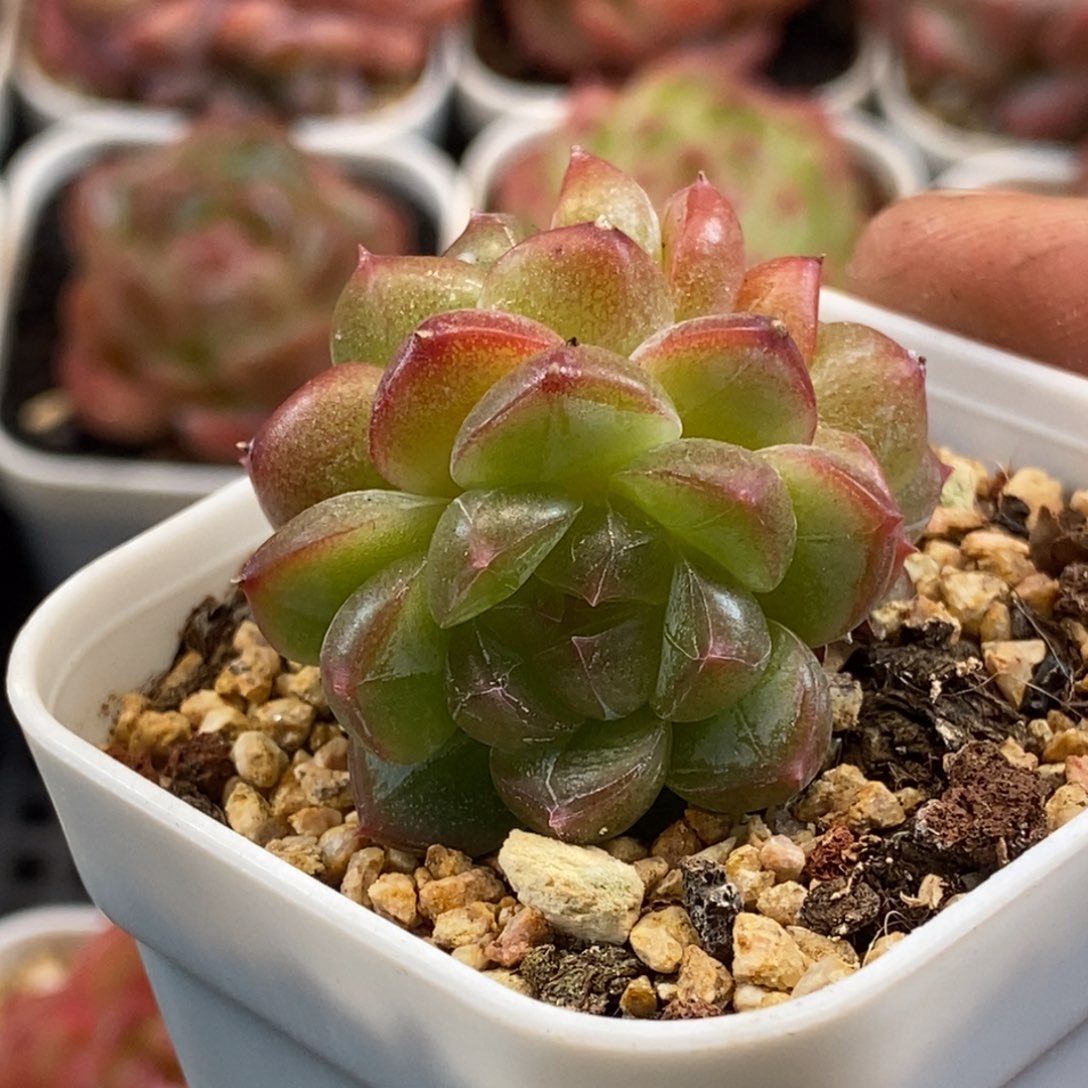 天官赐福百无禁忌