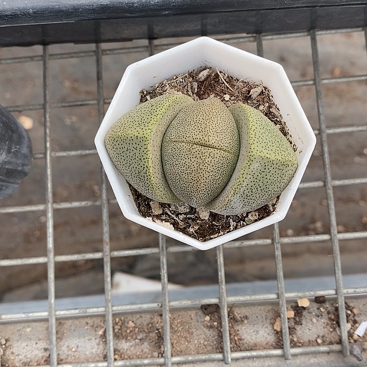 山***深漂亮的仙人球一物一拍