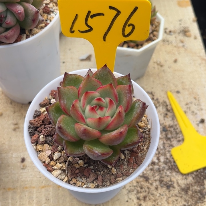 哦***哦1576 000000000000000