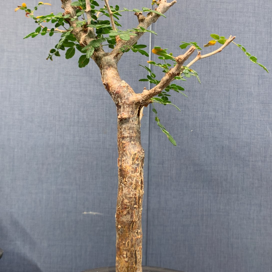 滔天橄榄产地熟桩