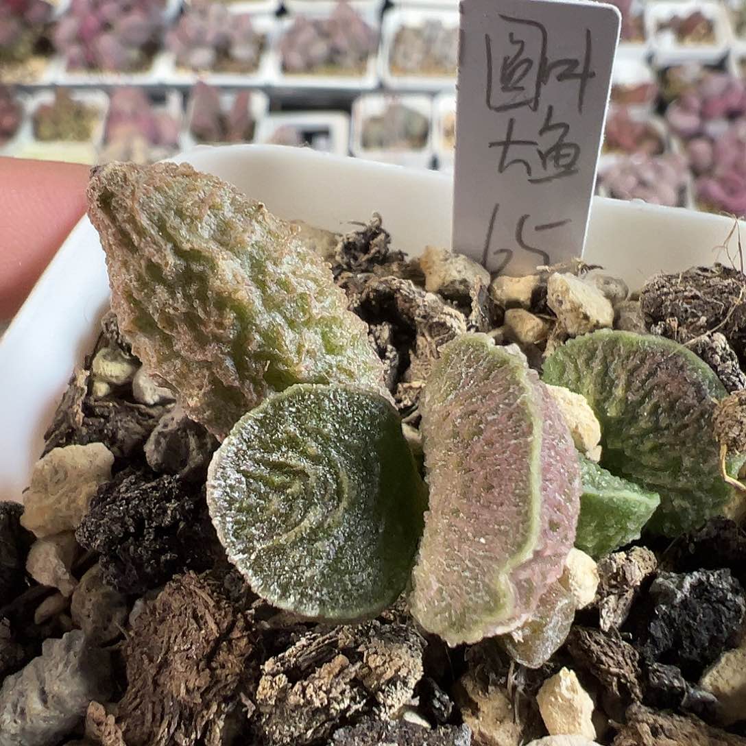 圆叶大鱼海棠多肉水泡植物