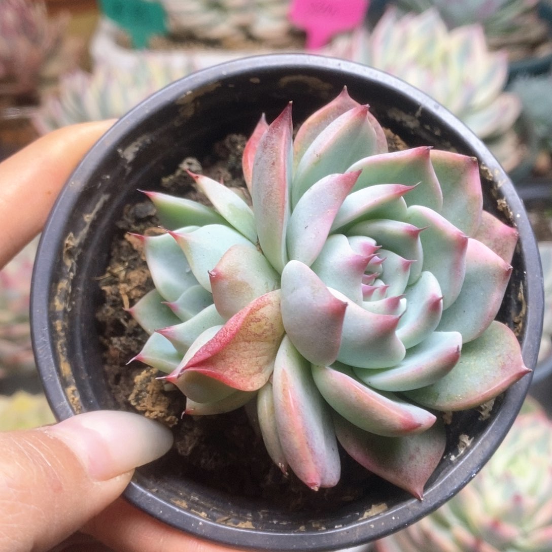 004锦锦锦锦锦锦锦锦