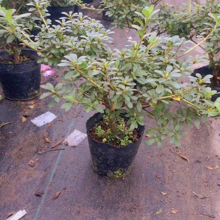 完全开放若惠比须