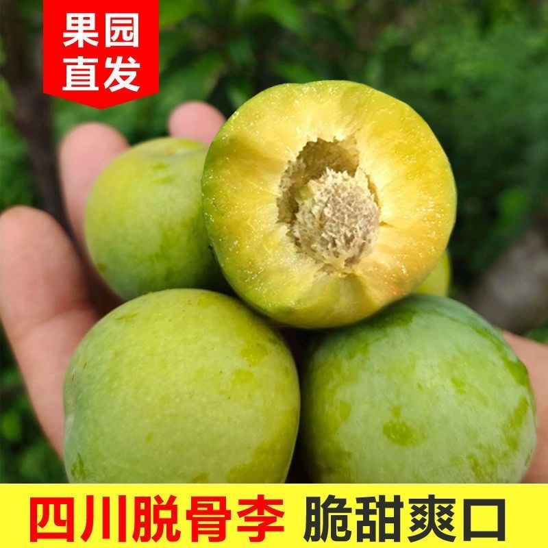 【川渝次日达】623现摘现发四川眉山青脆李果园直发又脆又甜又大5斤装四川省
