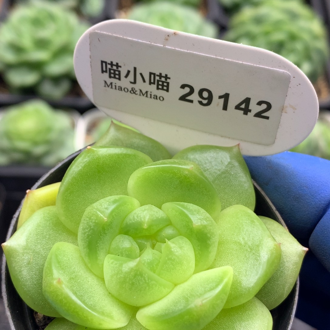 多肉植物杂交珍妮