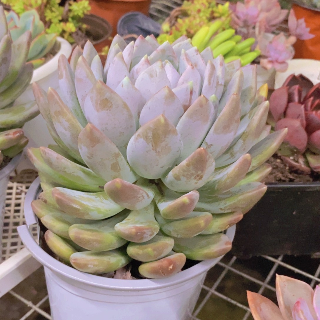 胖美人大单头老桩