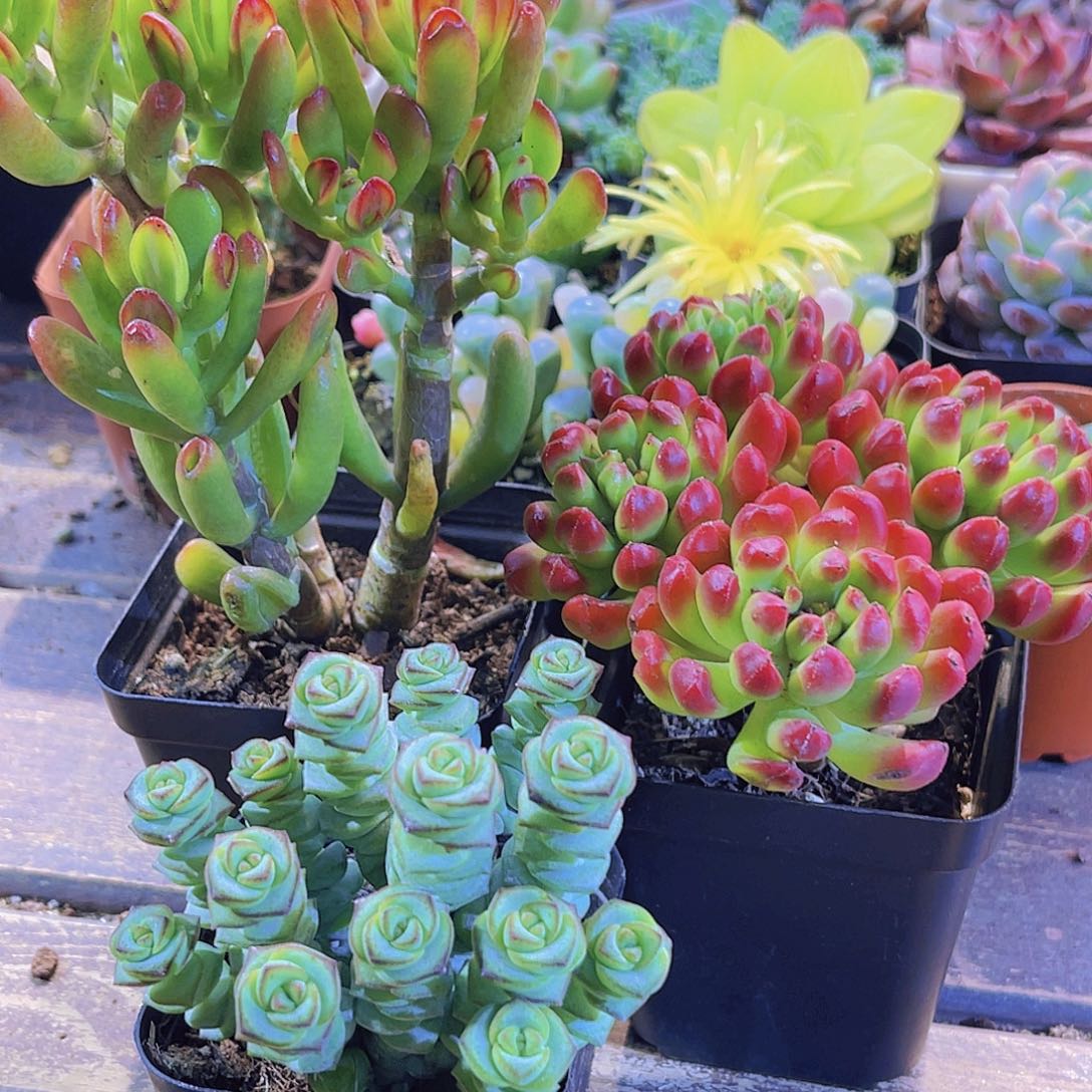 招财猫。红灯笼。钱多