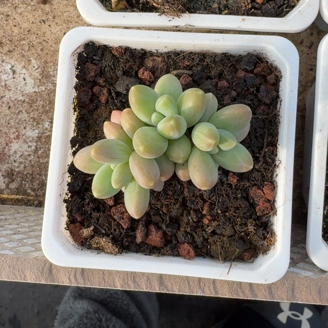 戴蒙德 3头  一物一拍