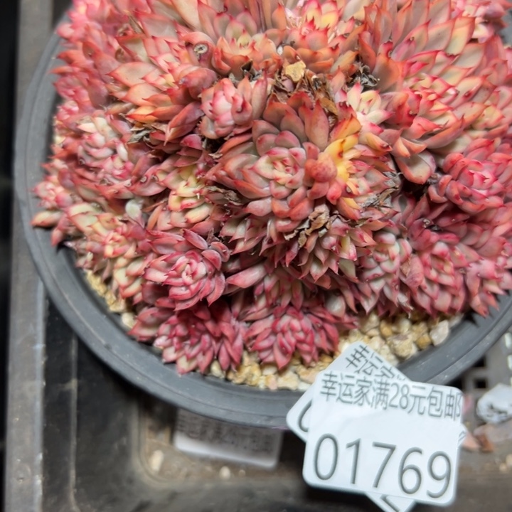 幸运儿的一句台词我真的