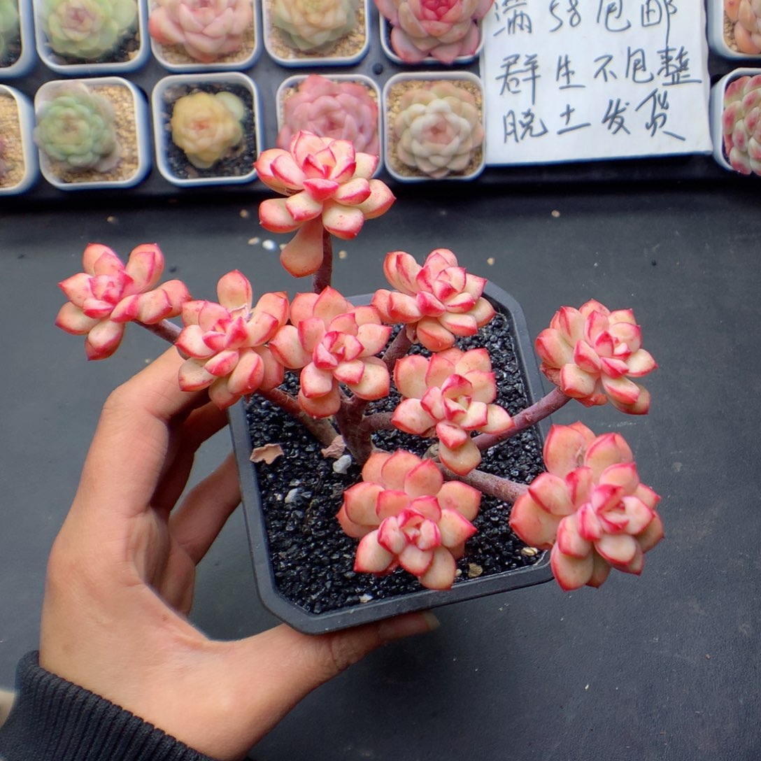 多肉植物。 探戈38