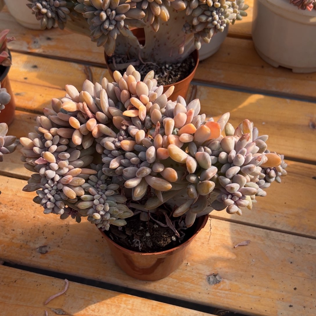 多肉醉美人锦缀【非偏远满18包邮】