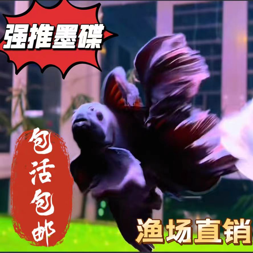 16-20墨蝶台湾纯种蝴蝶鲤冷水观赏鱼大鳍大尾适合混养