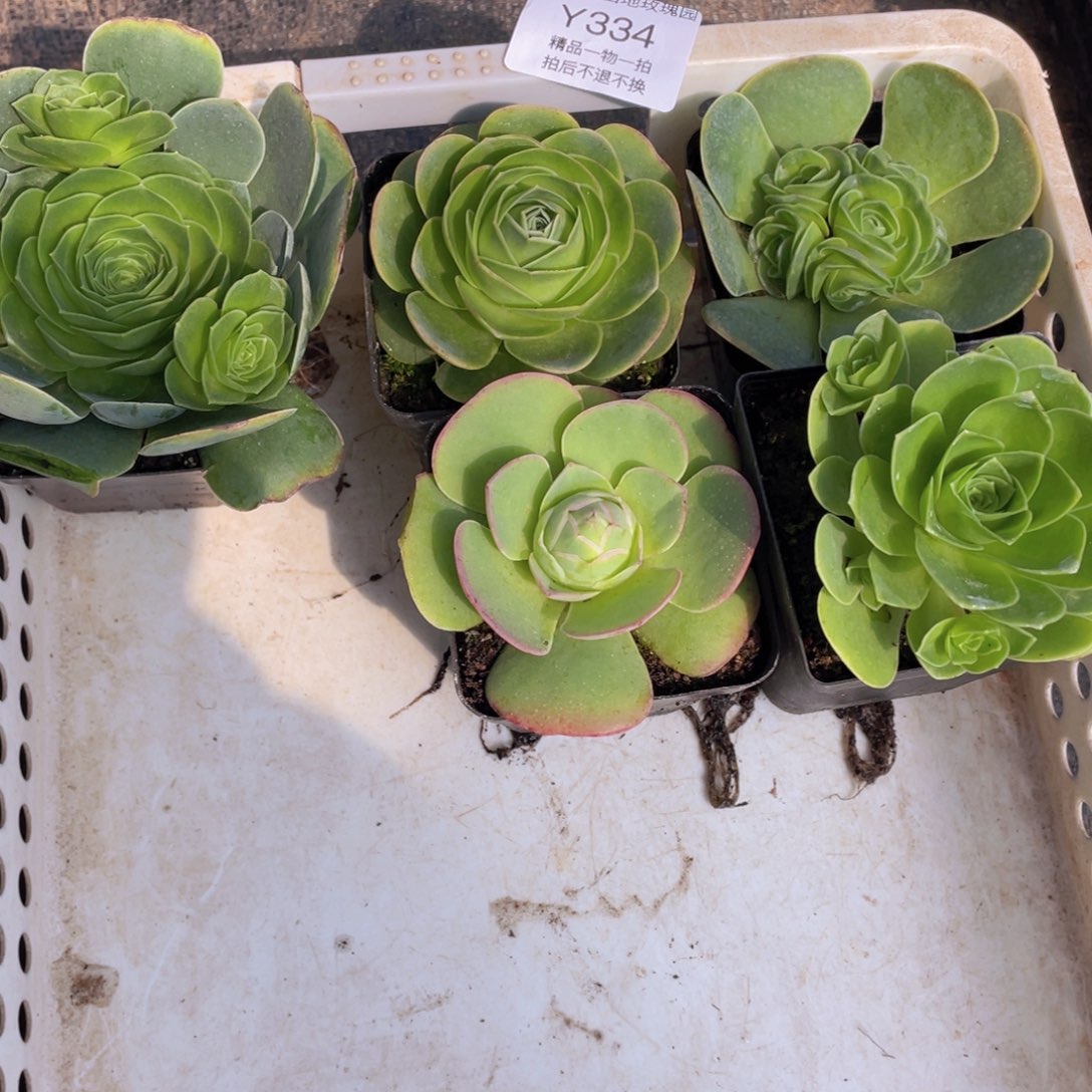 我发发334买三送二（一物一拍）