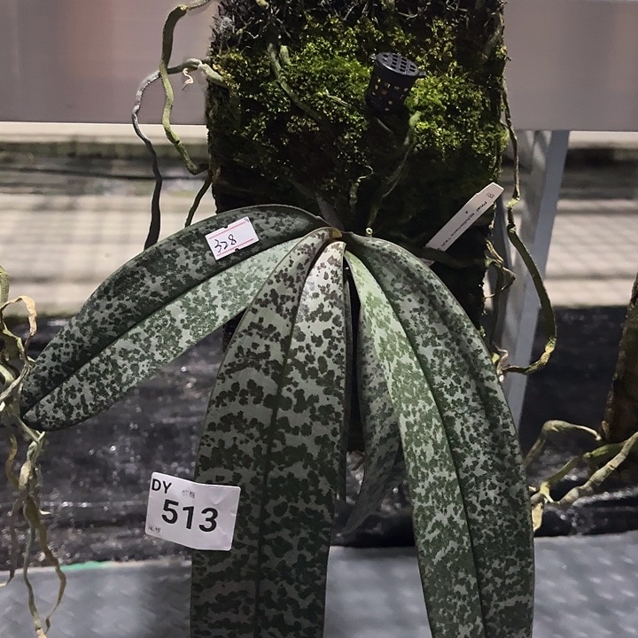 完全开放编品513 特价任何原因都不售后