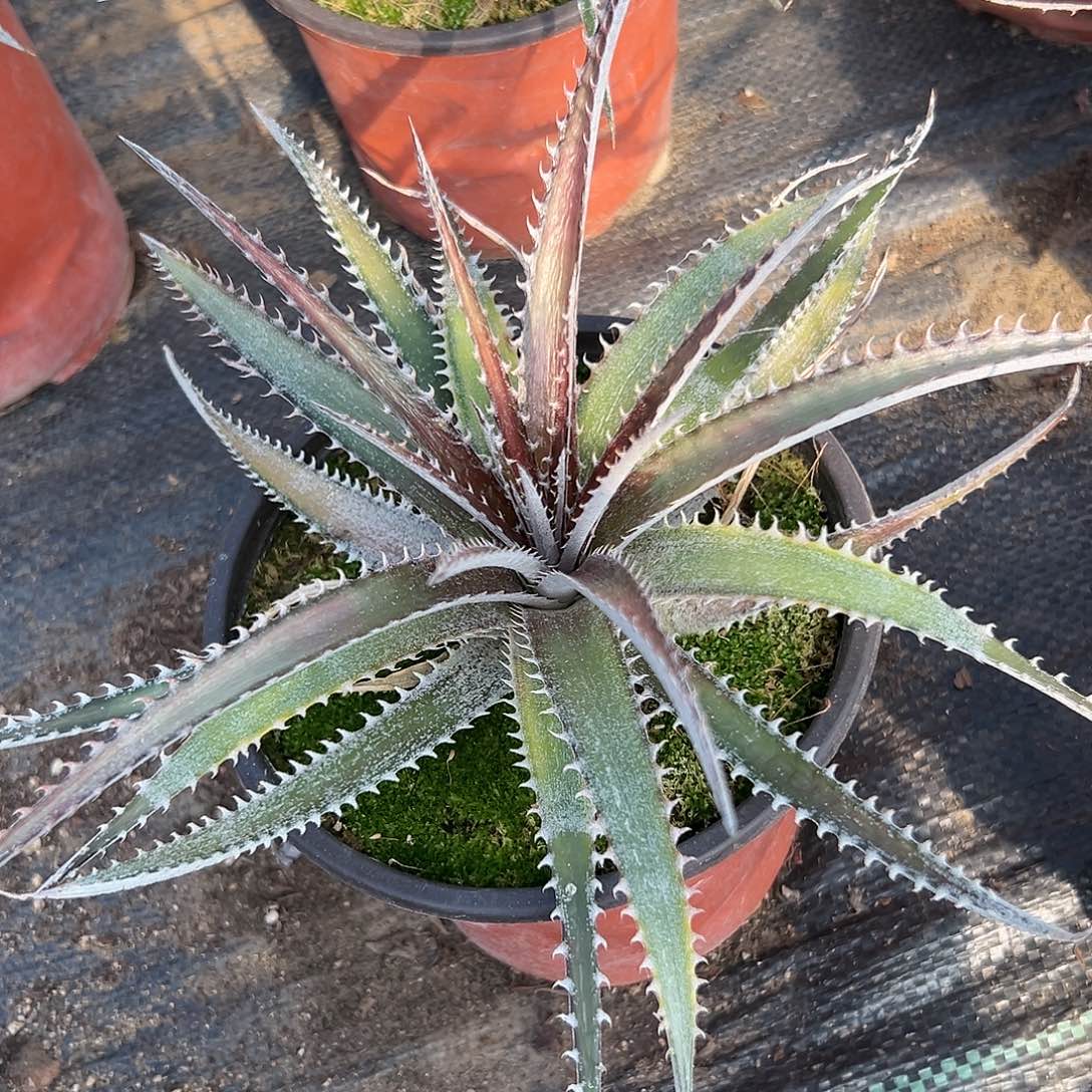 沙漠凤梨海林娜单头