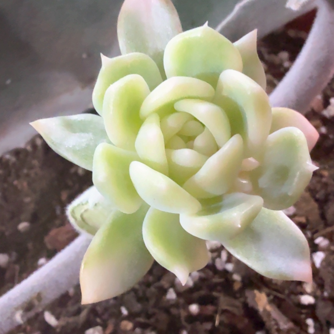 霜花锦群 多肉植物
