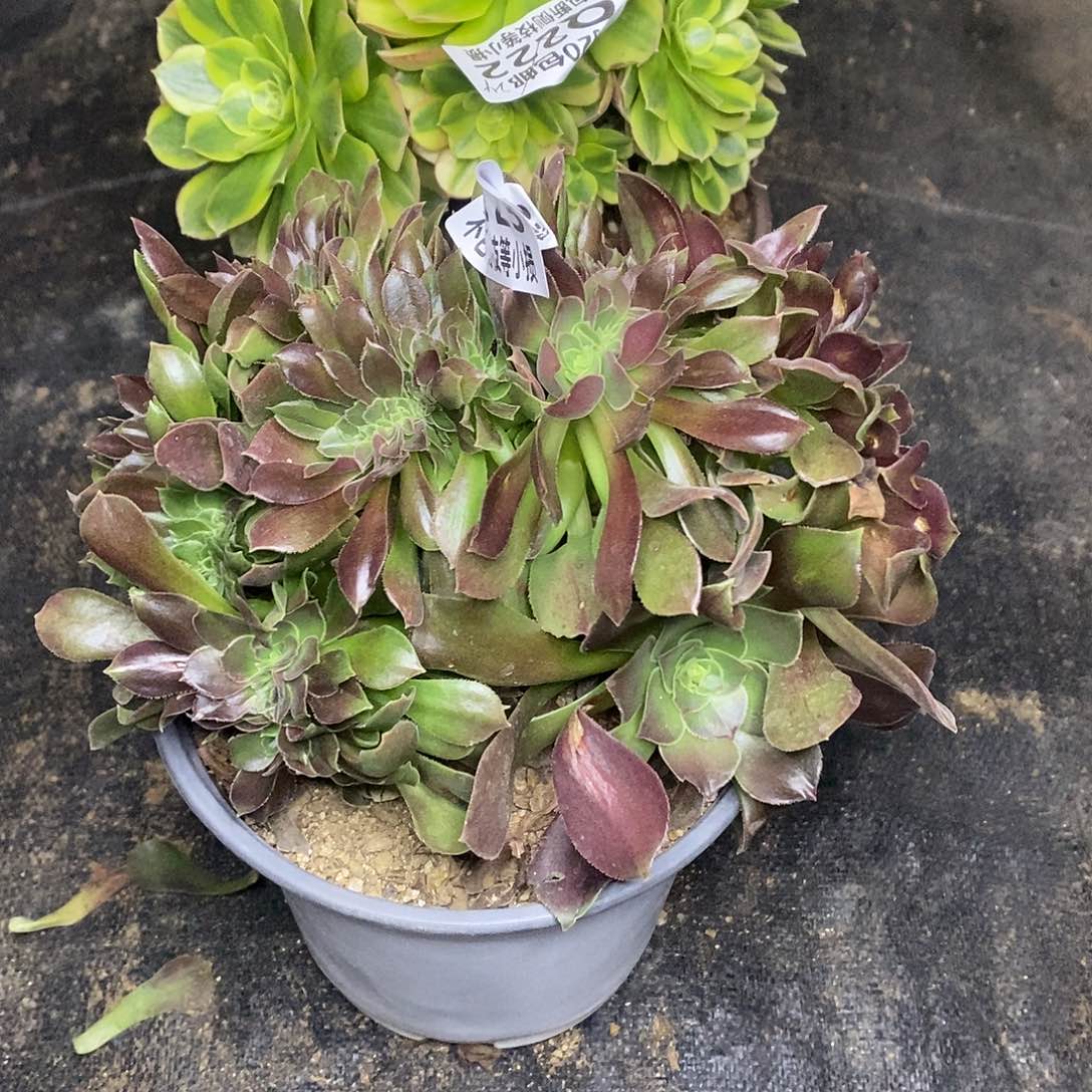 123韶羞缀化多肉法师锦