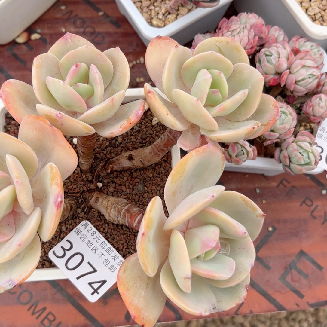 大3074；h c v c vvv g