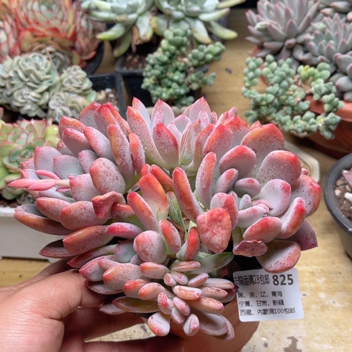 【闪购商品】825灰姑娘