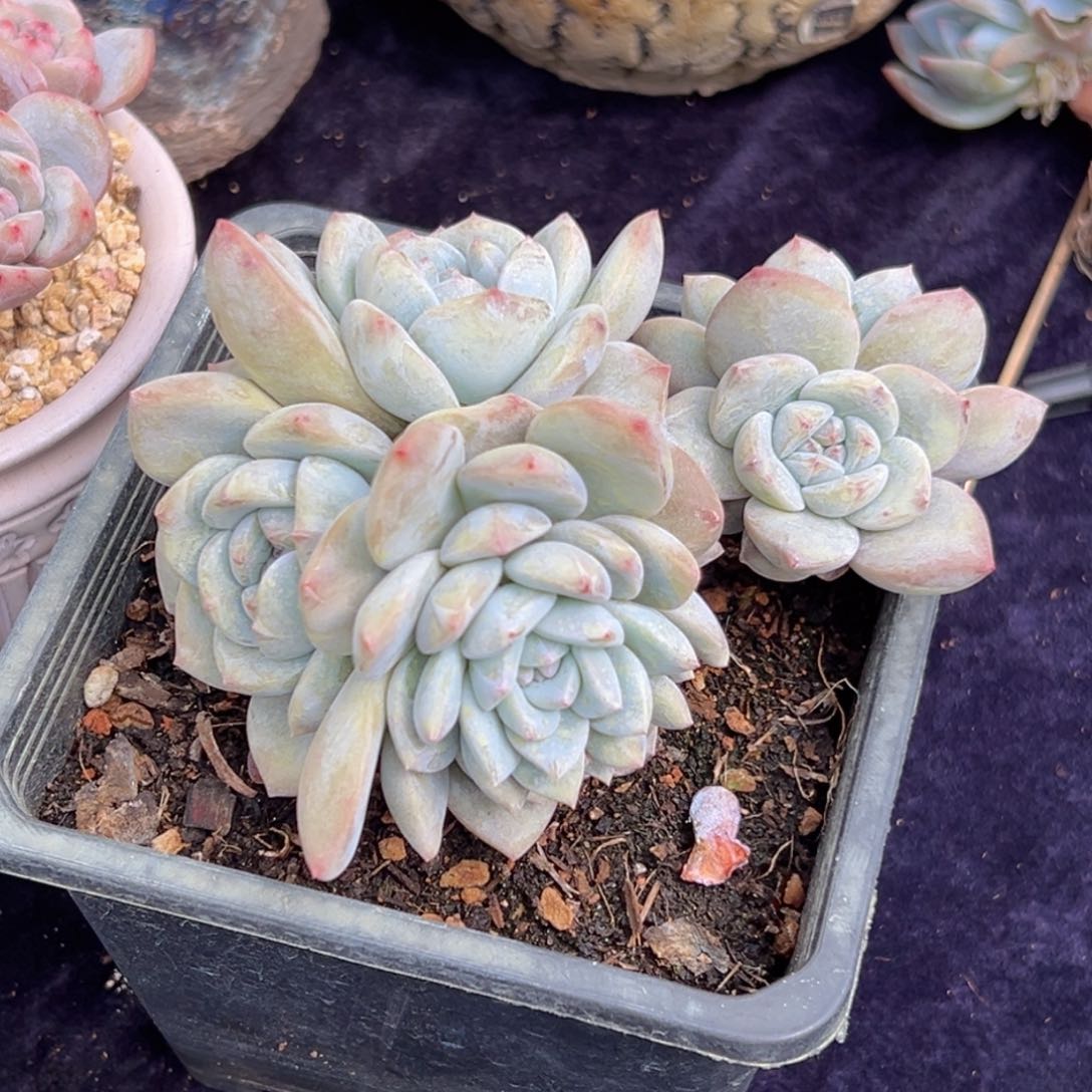 小****飞新年快乐 新年快乐